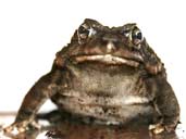 Square Marked Toad facing the camera