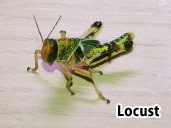 Locust- suitable prey item for a Horned Frog