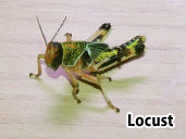 Locust - Alkalmas zsákmány a nádi varangy számára