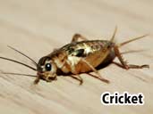 Crickets - Suitable prey item for a Chinese Water Dragon