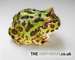 Pacman Frog, Horned Frog, Desktop wallpaper download