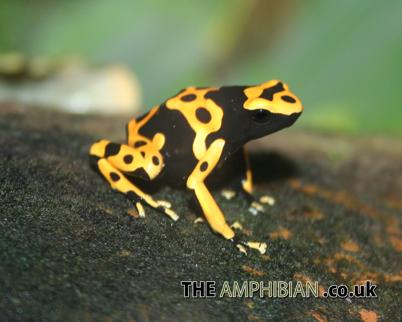 dart frog wallpaper