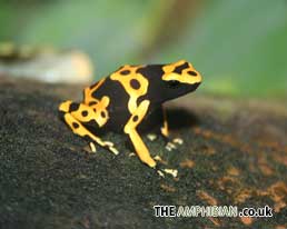 Poison Dart Frog Desktop Wallpaper