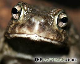 Square Marked Toad Desktop Wallpaper Download - The Amphibian.co.uk
