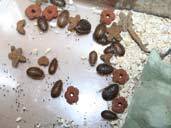 Dubia Roach Colony