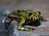 Fire-bellied toad. Bombino orientalis
