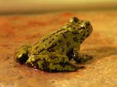 White's Tree Frog showing green back