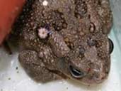 Fungal Infection on a Square Marked Toad
