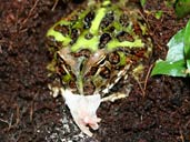 Cranwell's Horned Frog eating a pinkie mouse.