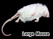 Large Mouse - Suitable prey item for a adult African Bull Frog