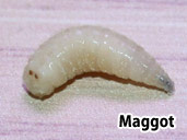 Maggot- suitable prey item for a Fire-Bellied Newt