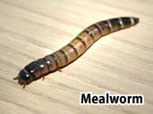 Mealworm - suitable prey item for a Leopard Gecko