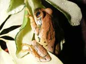 Peacock Tree frog on a leaf