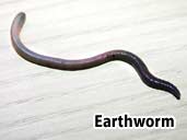 Earthworm - readily taken by most amphibians