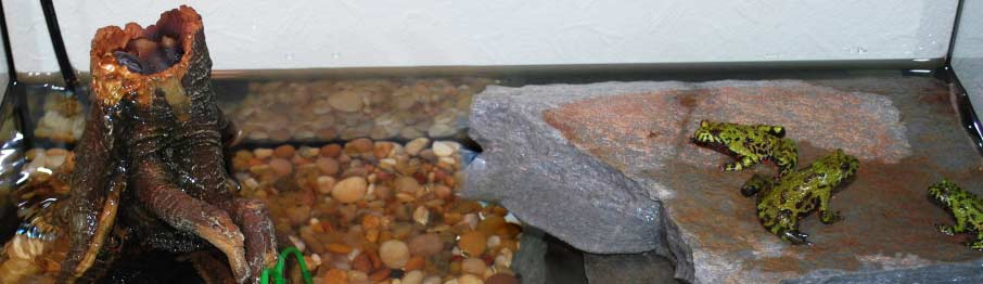 Terrarium sutiable for Oriental Fire-Bellied Toads
