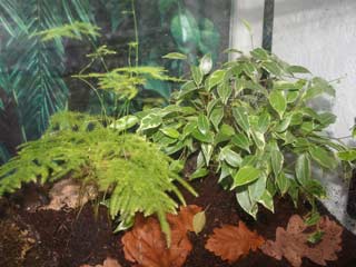 Using Live Plants in the Vivarium makes for a very attractive set up