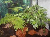 Live plants are an attractive addition to a Fire-Bellied Newt Terrarium