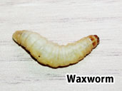 Waxworm- a treat for Fire-bellied Toads