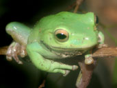 White tree Frog Branch Climbing