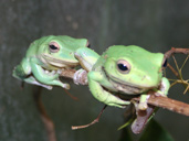 Whites Tre Frog Sitting on a branch