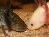 Axolotls paired for breeding.