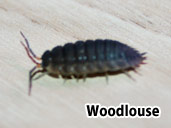Woodlouse- suitable prey item for a Square Marked Toad