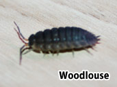 Woodlouse- suitable prey item for a Tiger Salamander